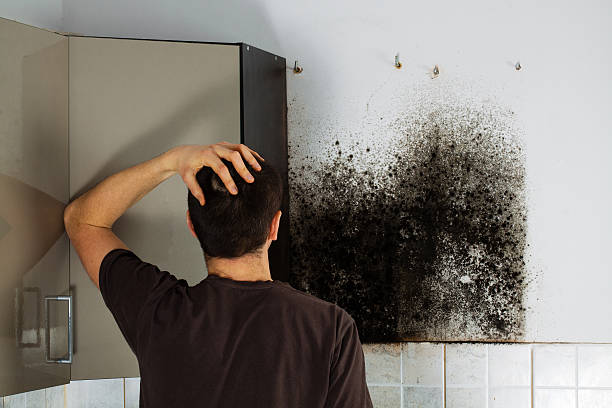 Attic Mold Removal in Oak Grove Heights, AR